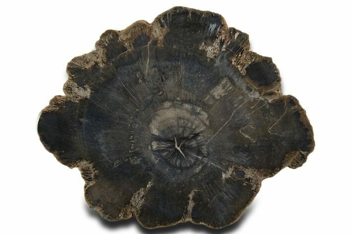 Charcoal-Black Polished Petrified Wood Round - Arizona #338298